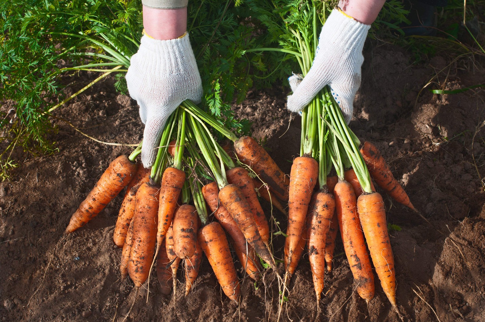 1500 IMPERATOR 58 CARROT Daucus Carota Seeds