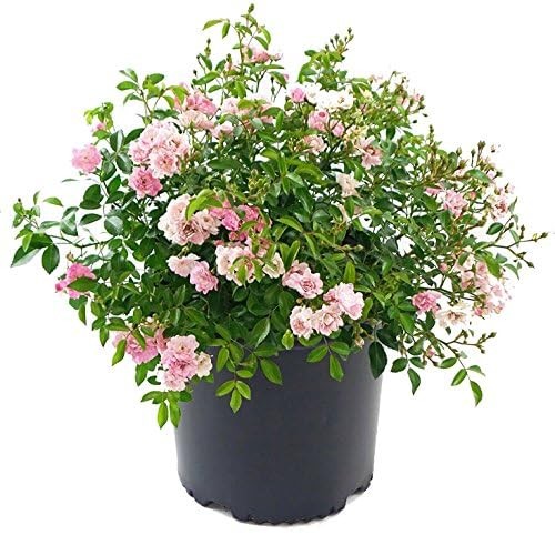 Green Promise Farms ‘The Fairy’ Rose Live Plant #3 Gallon with Pink Flowers