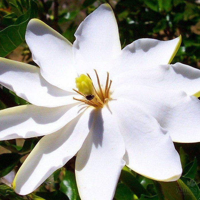Gardenia Thunbergia aka Wild Gardenia 5 Seeds Free Shipping!