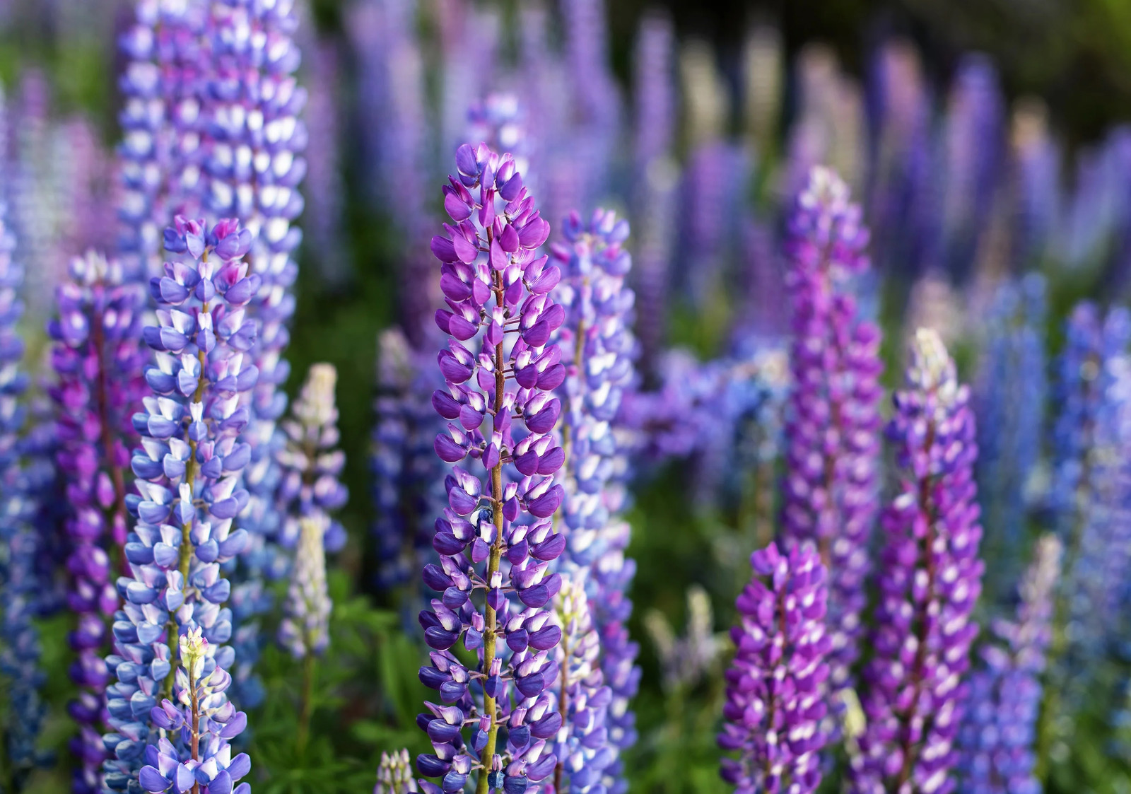 100 PERENNIAL LUPINE Blue Violet Lupinus Perennis Wild Sundial Purp Flower Seeds