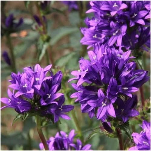 3 – Bellflower Superba Seeds For Planting (Campanula glomerata) 1,000 Seeds