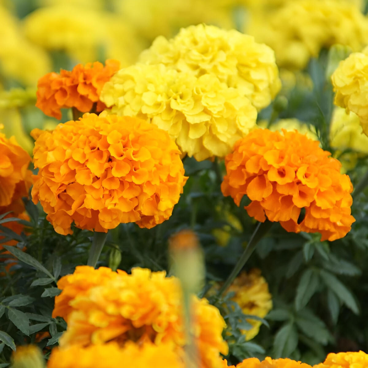 220 African Marigold Seeds: Crackerjack – Beautiful Orange and Yellow Blooms