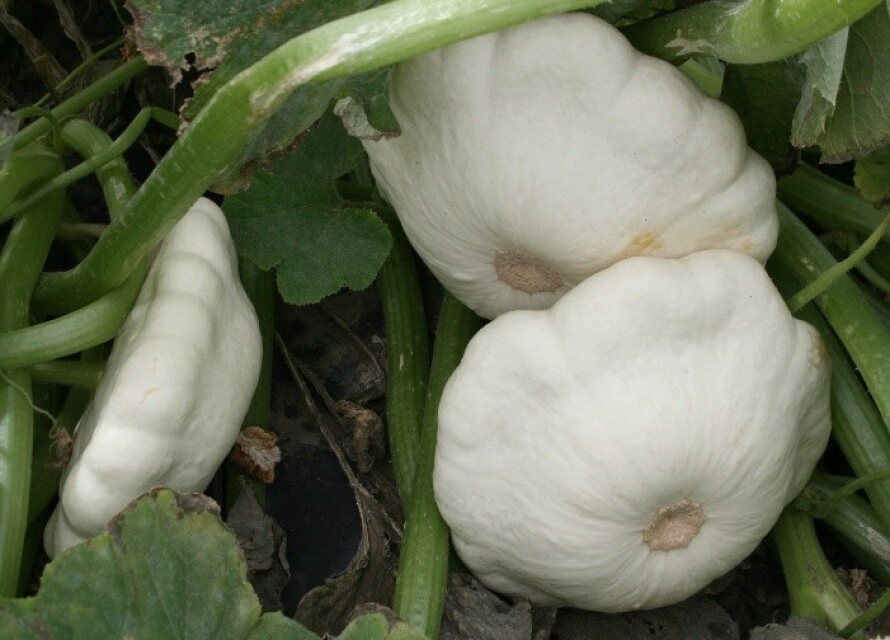 Squash Seeds 25 Early White Bush Scallop Patty Pan Summer USA FREE SHIPPING