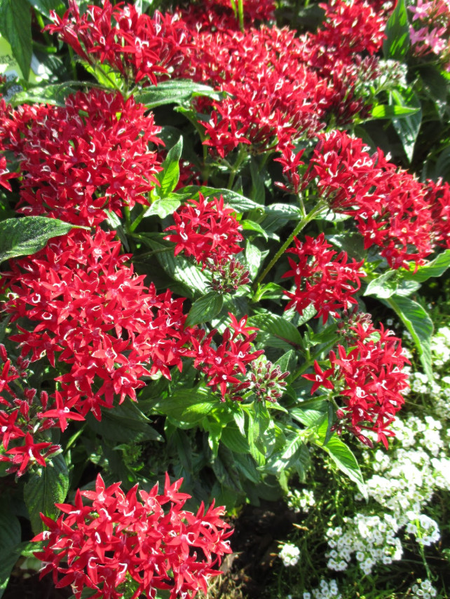 Set 2 Lil Red Pentas Plant – 4-8″ Tall – Compact Red Flowering Plant for Pollina