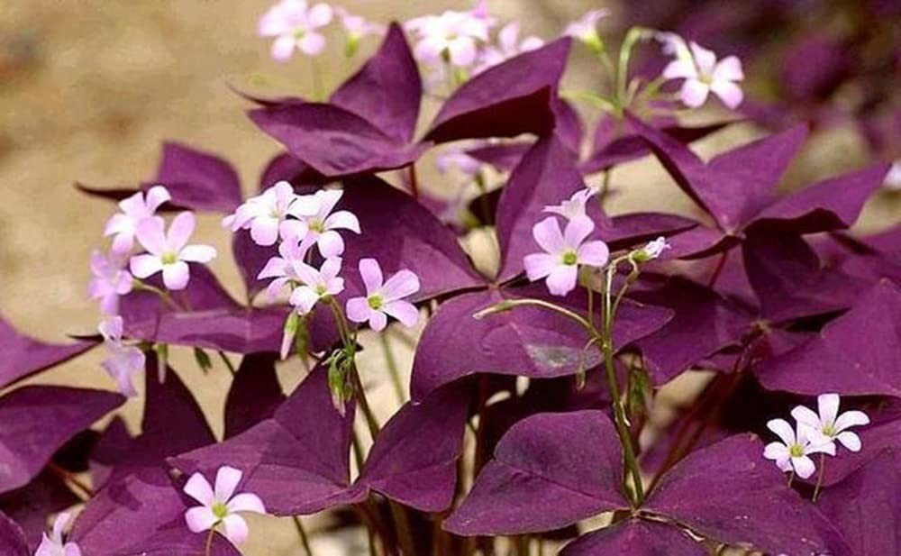 12PCS Purple Shamrocks Bulbs Good Luck Plant Purple Oxalis Bulbs for Planting…