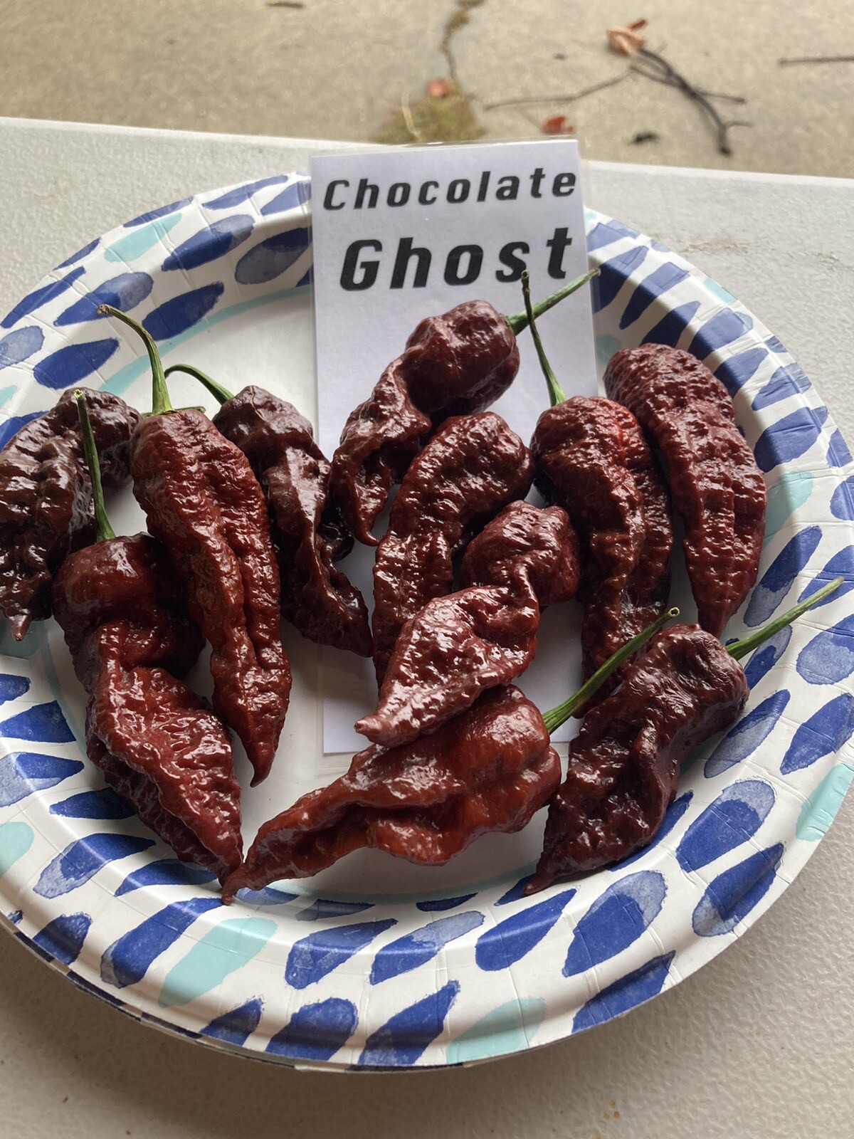 Chocolate Ghost Pepper Seeds 15+ Per Pack