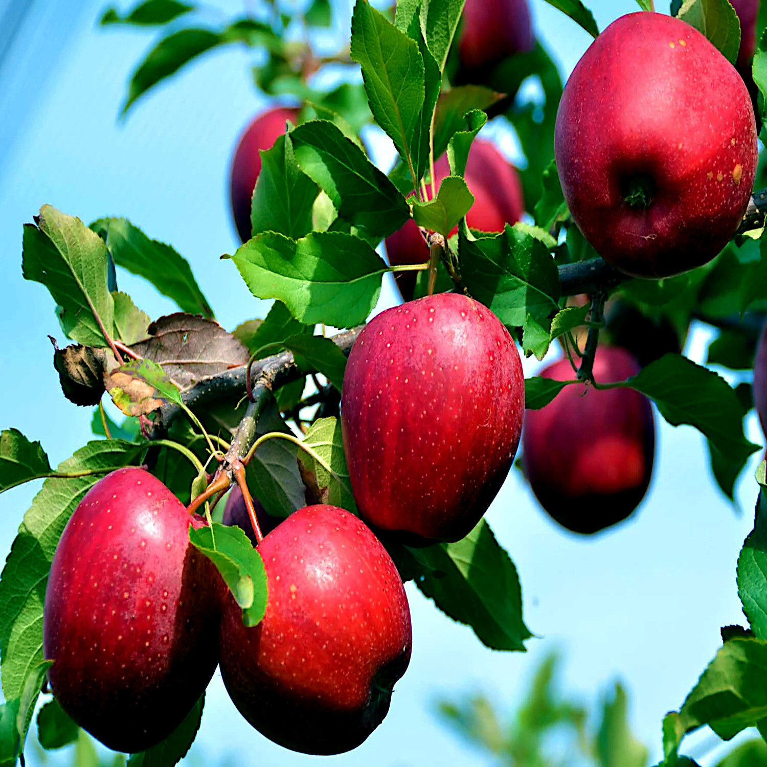 Paradise Apple Tree Seeds (Malus p.) “Red Delicious” Hardy-3 Garden Fruit Plant
