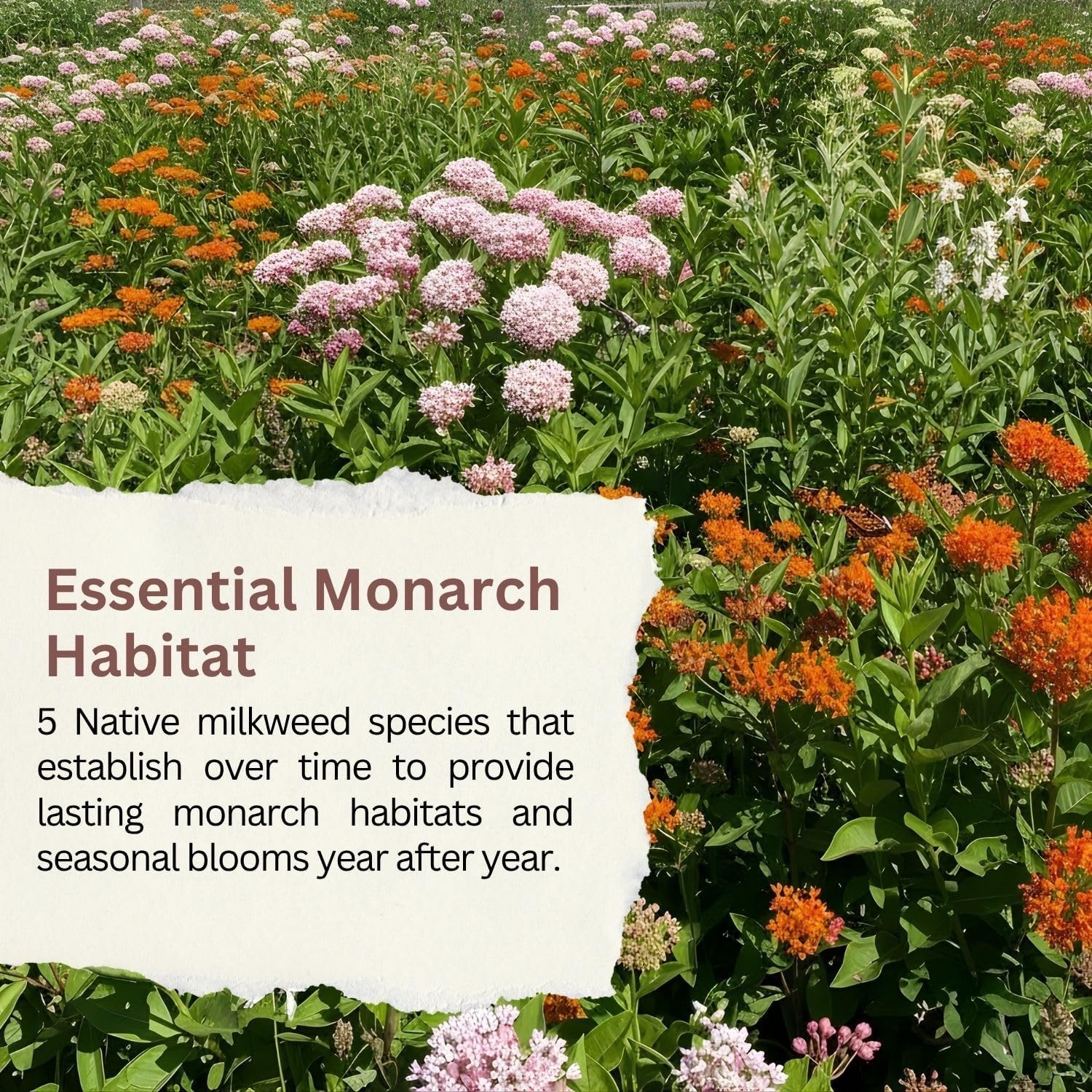 Native Milkweed Variety Pack – 5 Essential Species for Monarch Butterfly Gardens