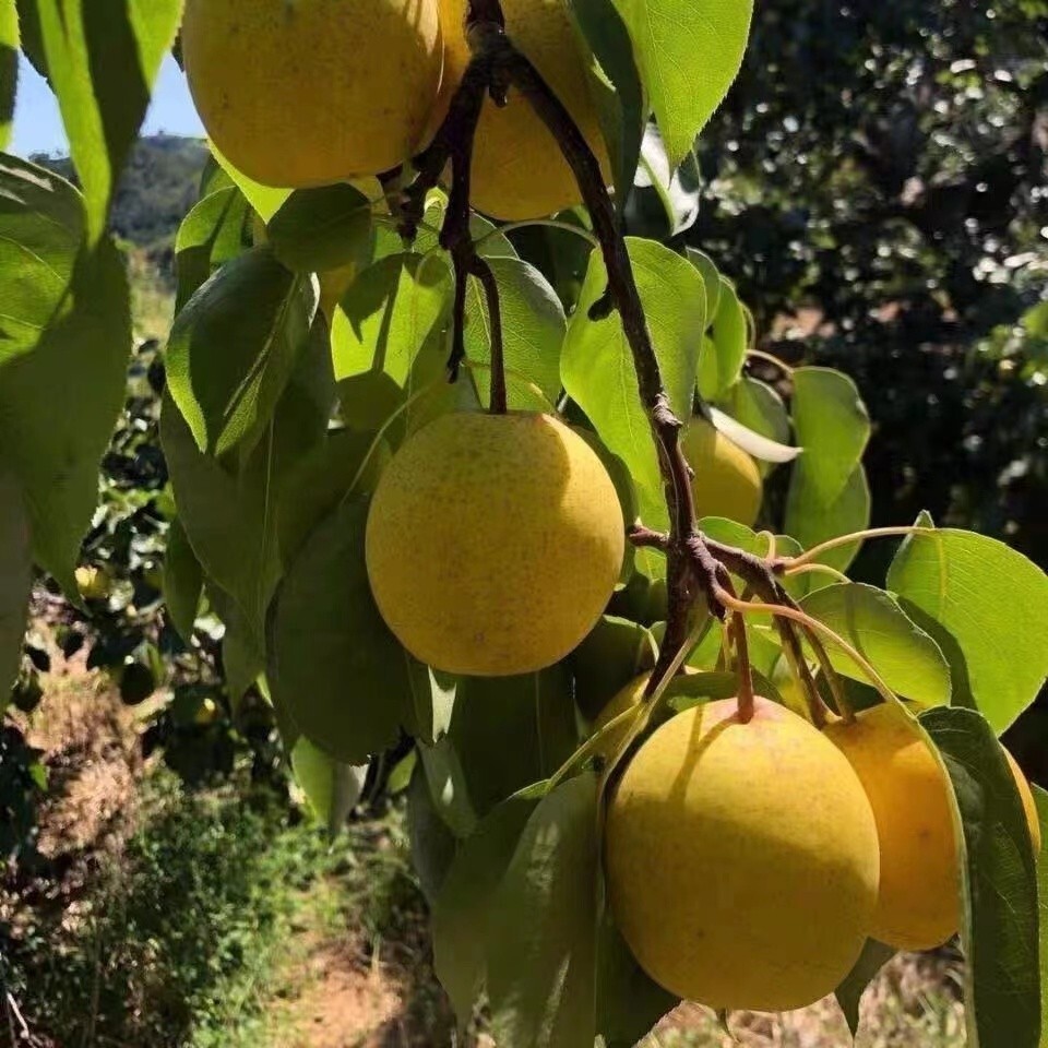 25+ Pear Fruit Tree Seeds. white pear.Sweet Edible, USA Seller,