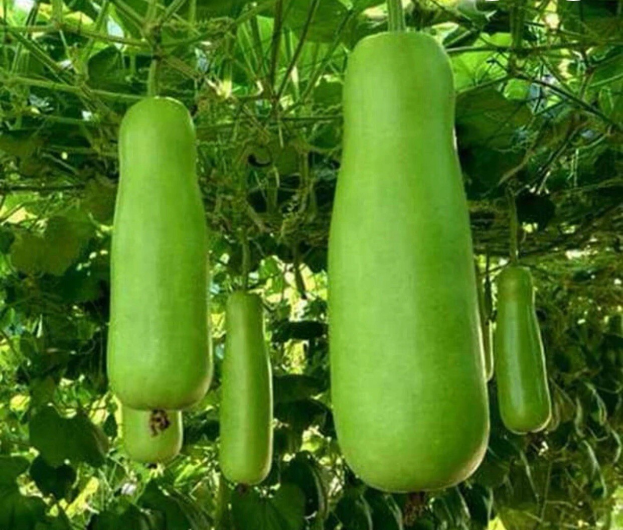 10+Bottle Gourd -Upo-Calabash-HEIRLOOM Seeds Buy2get1free(add 2 In Cart)