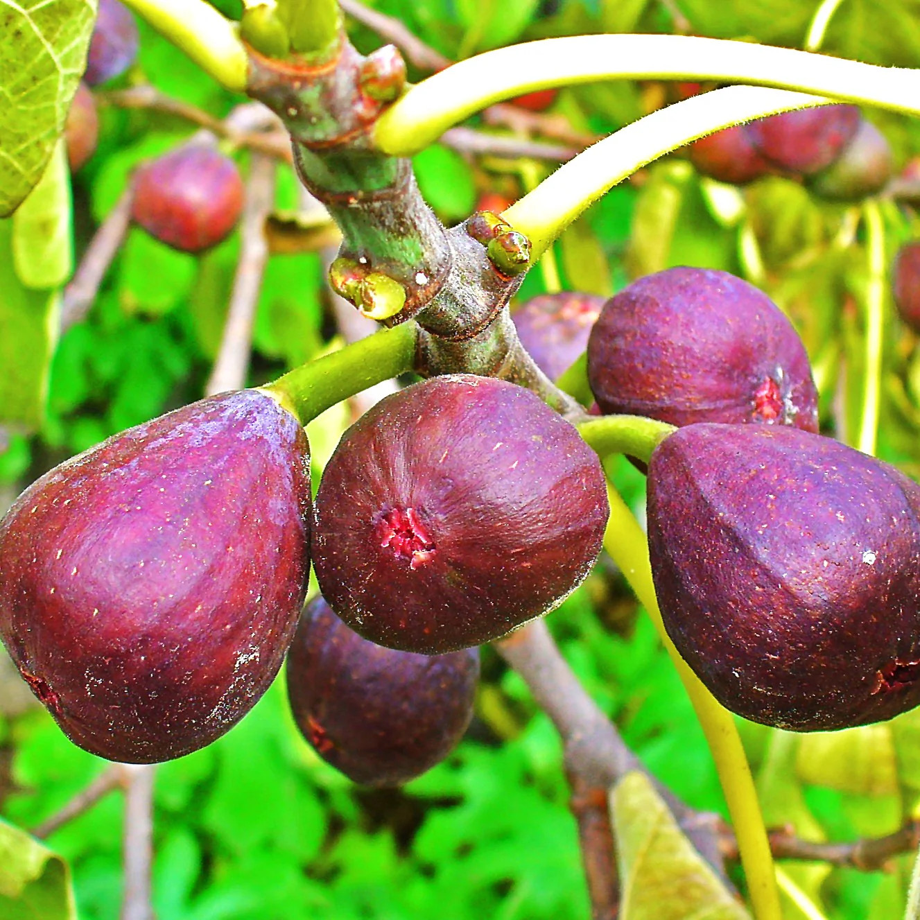 Fig Tree Seeds – For 2026 Planting Common Figs Ficus Carica Sweet Edible Fruit