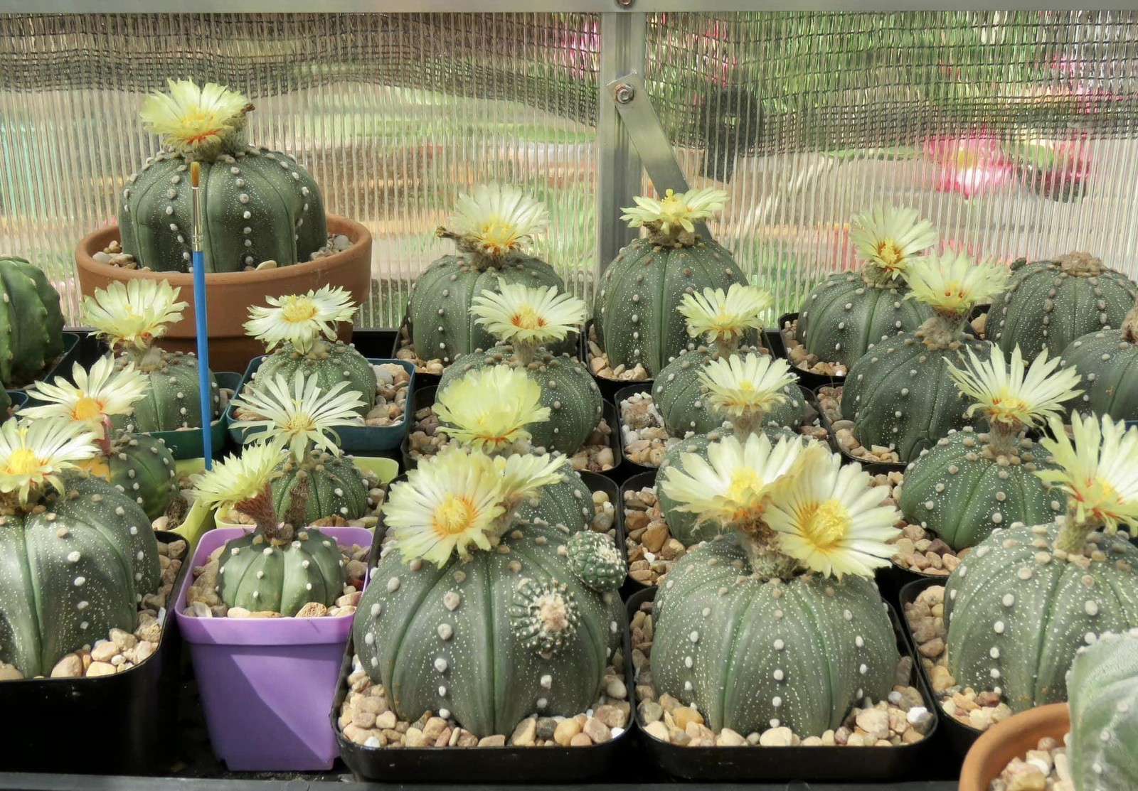 Seed- Astrophytum cv. Star 25-500 seeds (open pollinated 2024)