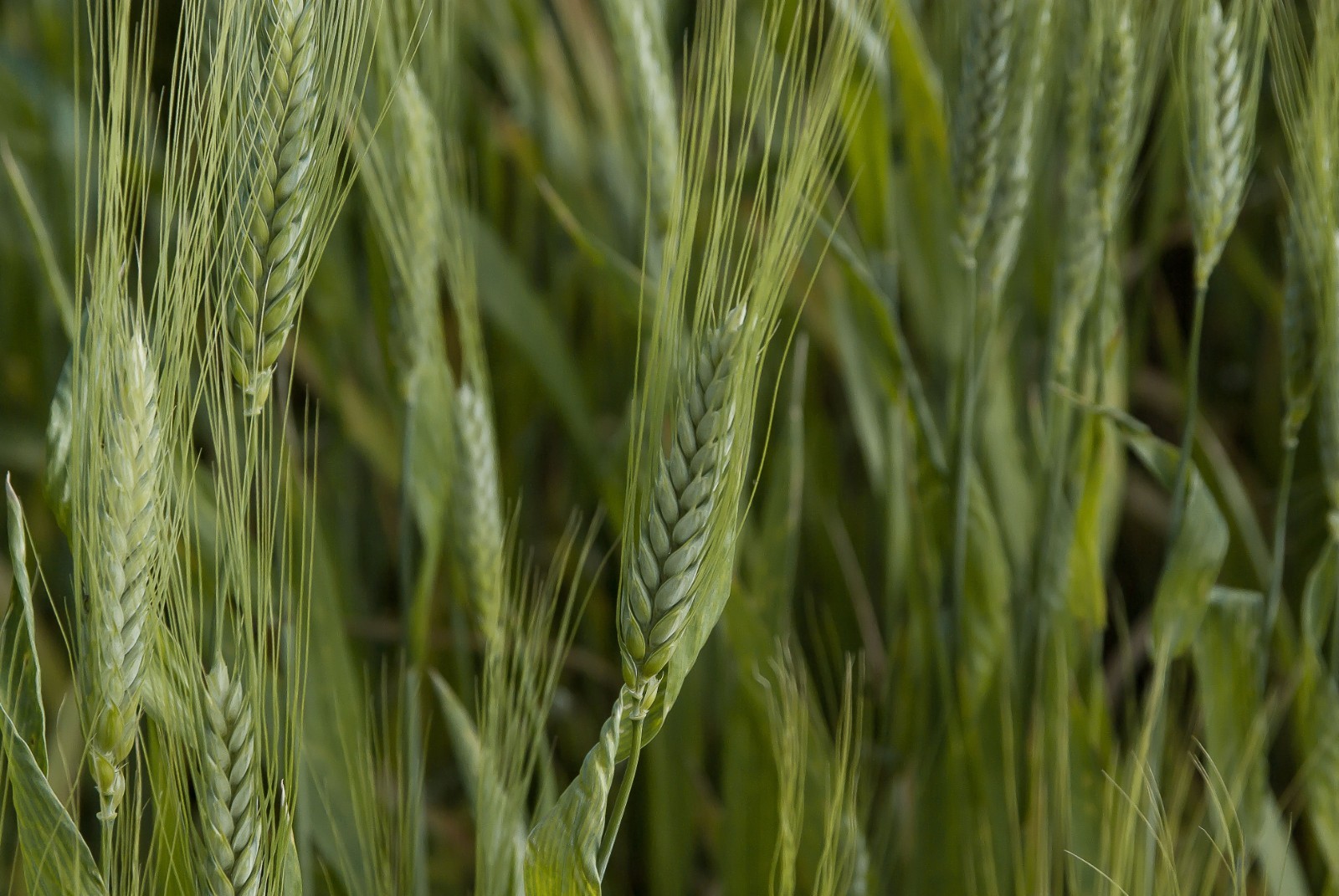 500 Hard Red Spring Wheat Grain Seeds! -Heirloom Wheat-All Natural Non GMO