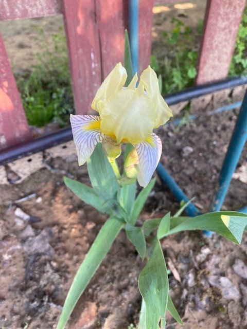 IRIS mixed colors in SETS of 5, easy to grow plant up to 6 wks. before frost