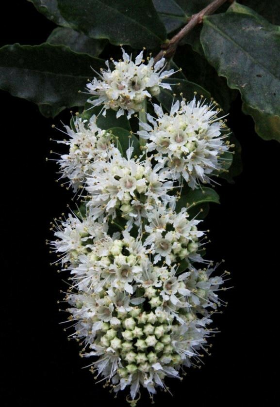 Galpinia transvaalica | Transvaal Privet | Wild Pride of India | 10_Seeds