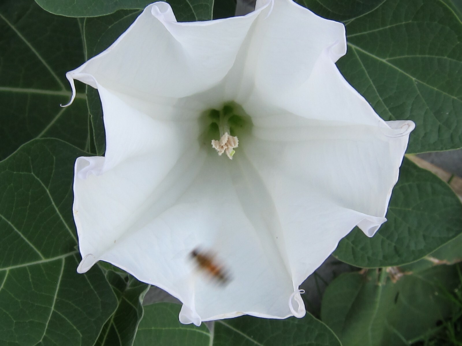 Datura, 150 Seeds, Trumpet Flower, Angel Trumpet, Moon Flower, Sacred Datura