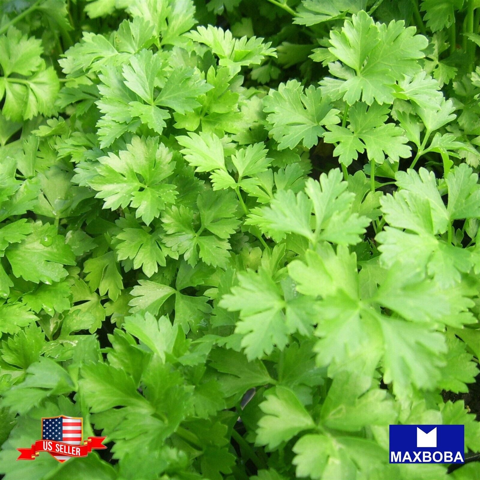 250 Parsley Herb Seeds Giant Italian Organic Non-GMO Heirloom