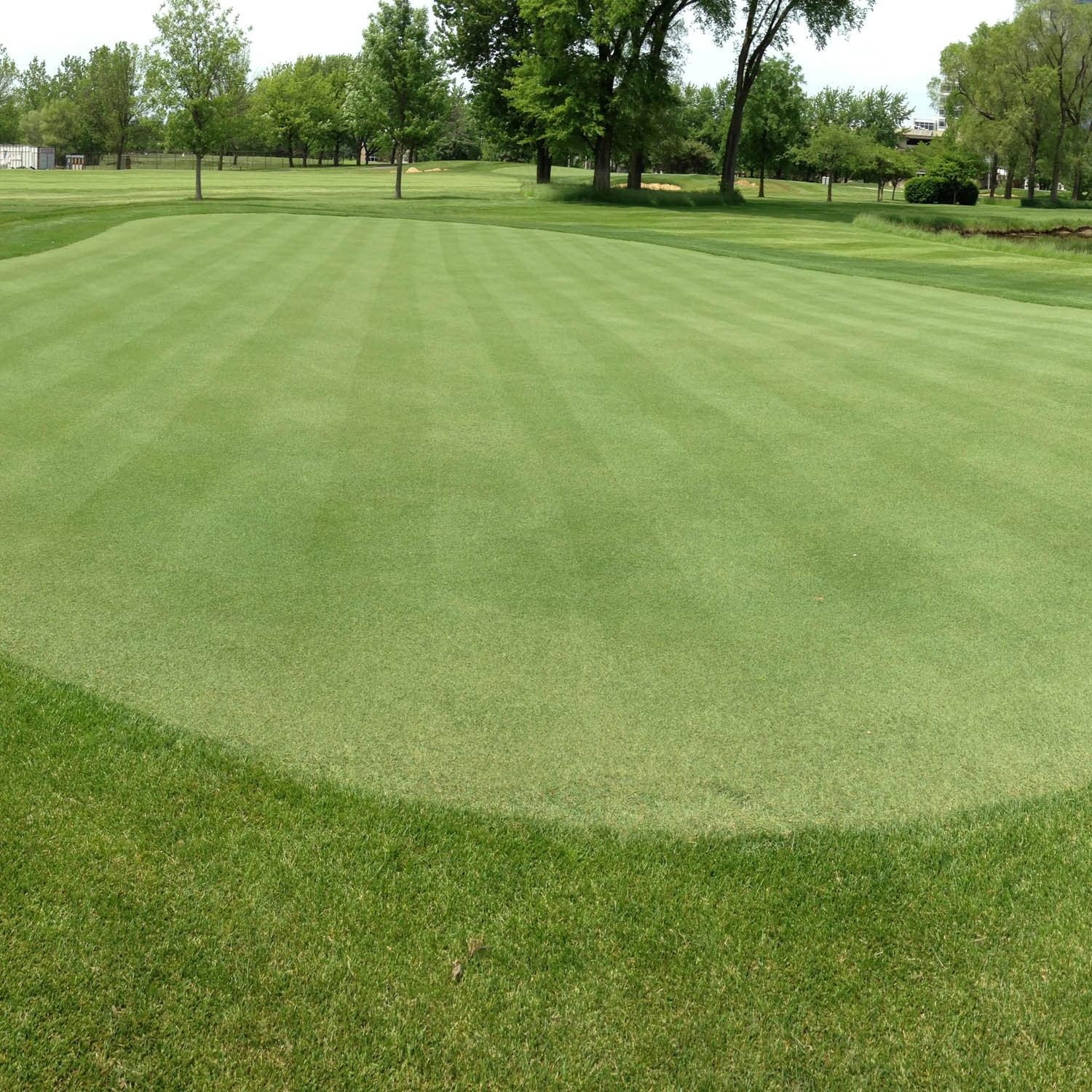 1 LB V8 Creeping Bent Grass Seed For Golf Courses & Putting Greens