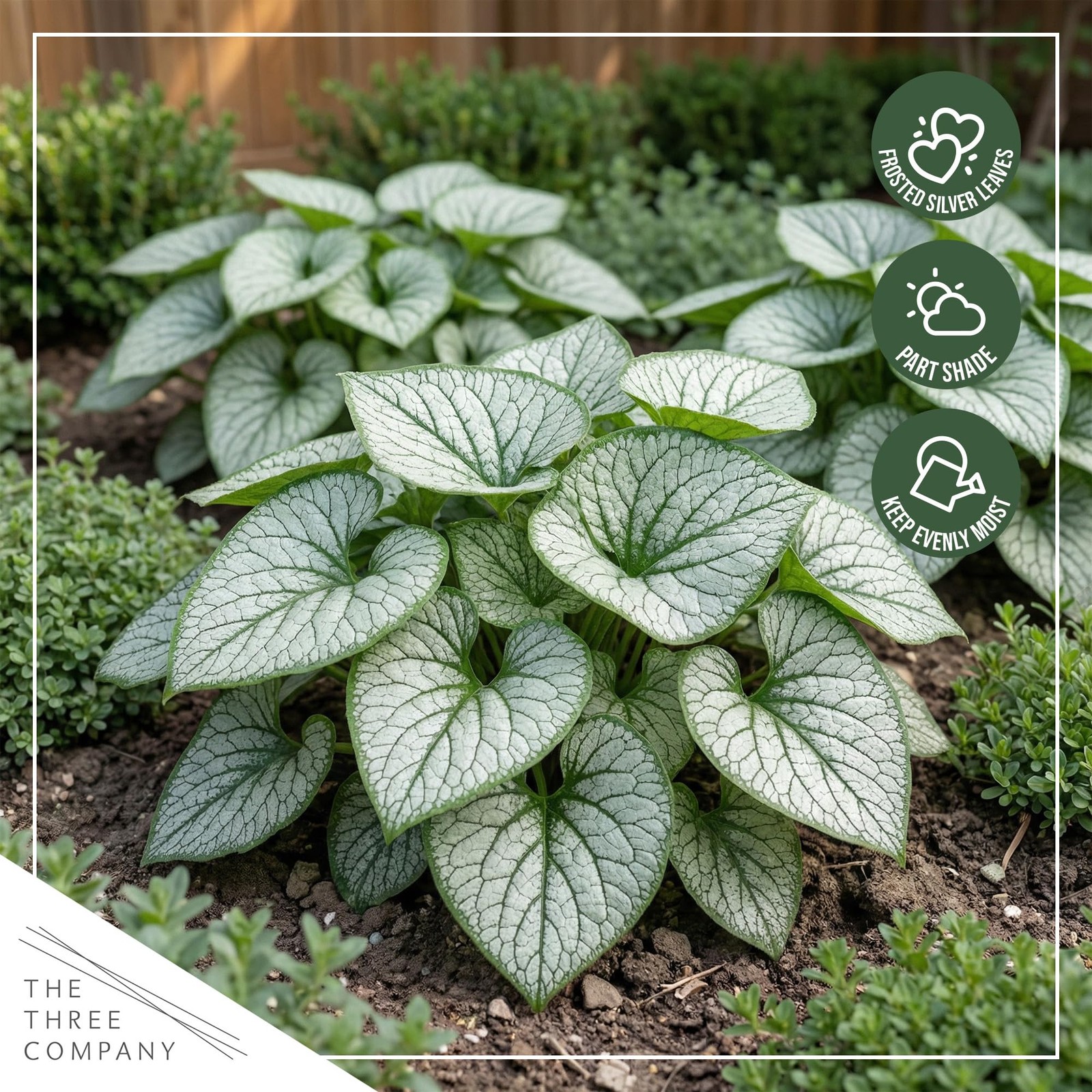 Brunnera 2Pack Silver Heart Shade Perennial with Variegated Leaves, Blue