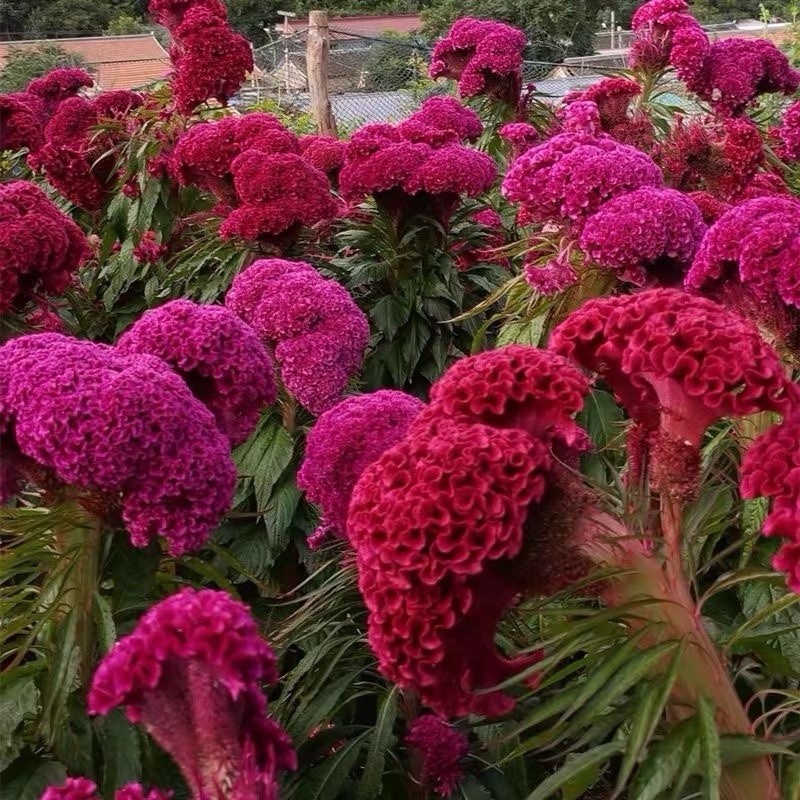 300 Cristata Mix Celosia Seeds | Non-GMO | Free Shipping 鸡冠花种子No Tracking