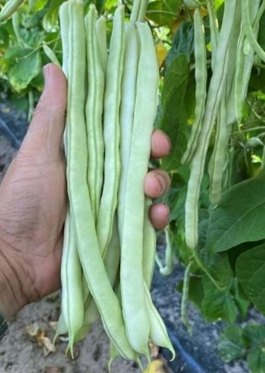 Bai Bu Lao Romano Bean seeds (25) / ORGANIC / DELICIOUS / FL GROWN / POLE / RARE