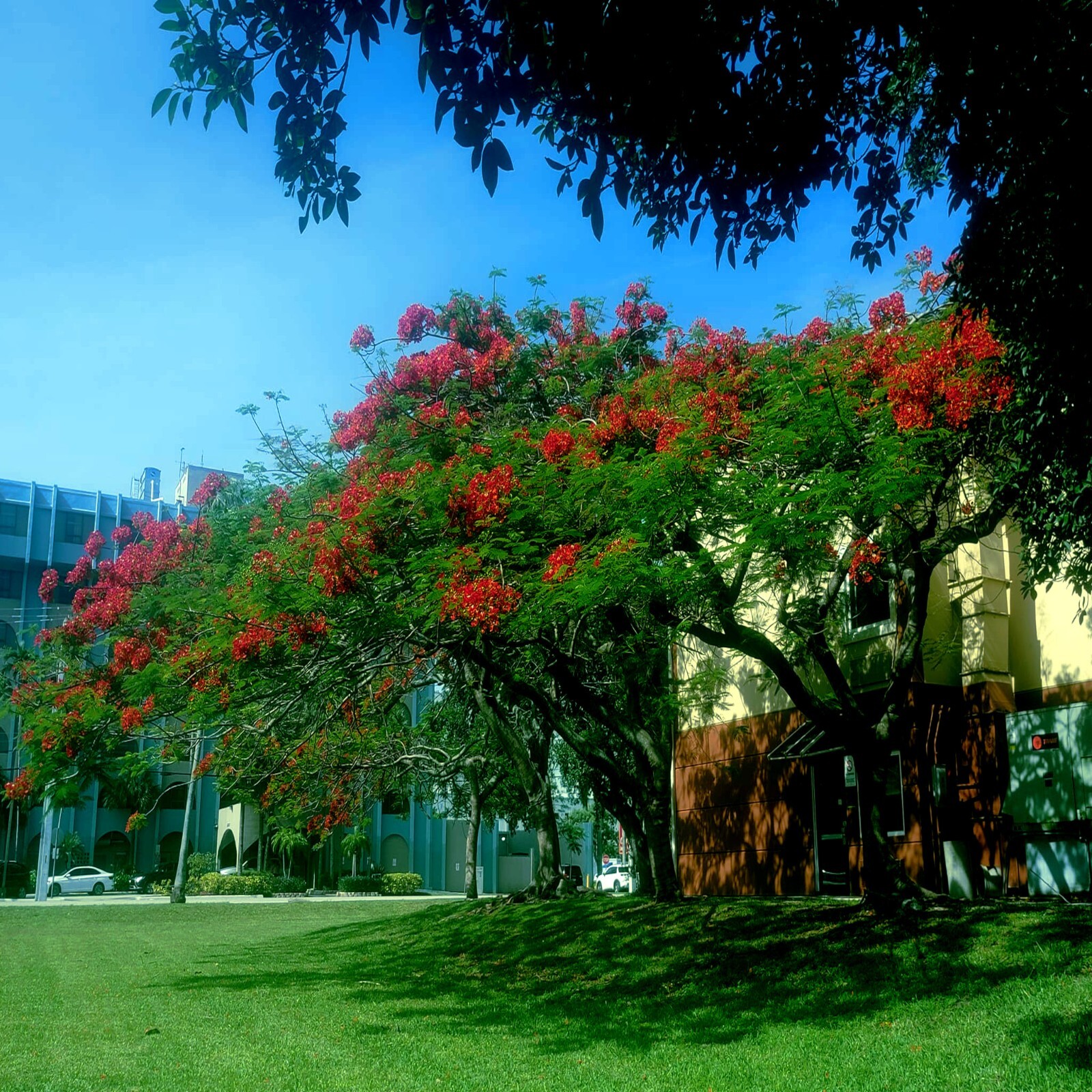 ROYAL POINCIANA RED FLAME TREE SEEDS Delonix Regia Tropical Flamboyant Flower