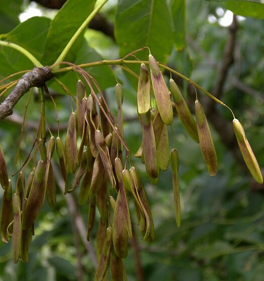 20 White Ash tree seeds