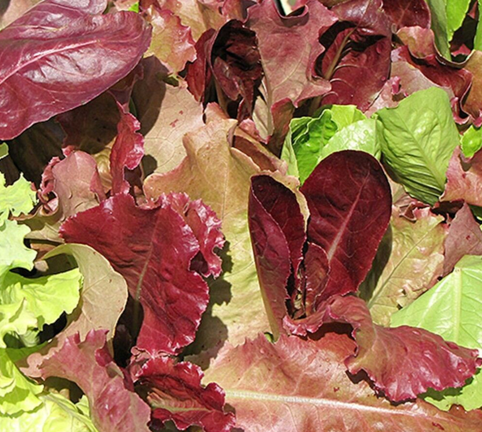 GOURMET SALAD BLEND MIX LETTUCE SEEDS 500+ 4 DIFFERENT LETTUCES vegetables