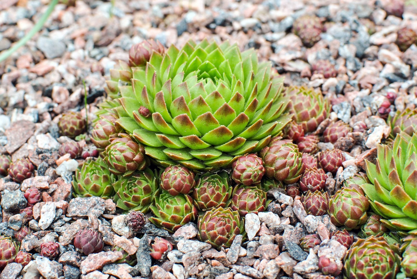 25 MIXED HENS & CHICKS Chickens Succulent Live Forever Sempervivum Flower Seeds