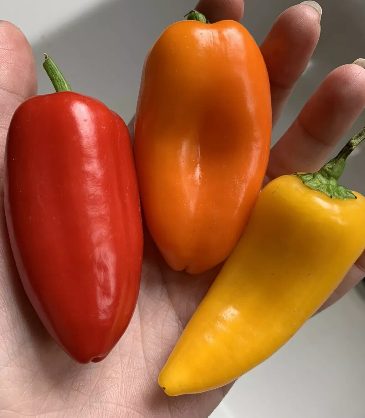 25 Lunchbox Sweet Snacking Pepper seeds Red Orange Yellow Organic Non-GMO heirlo