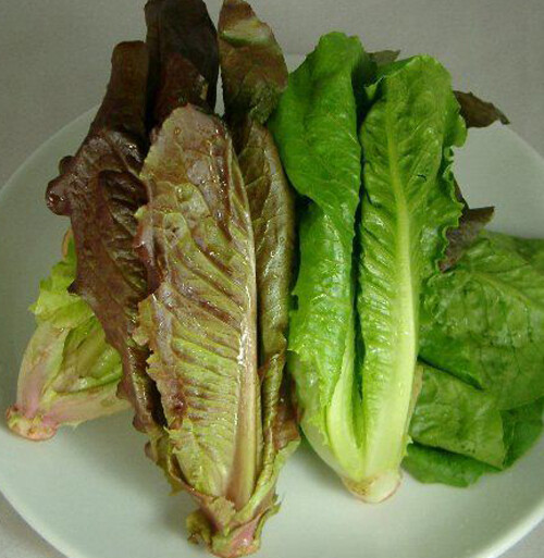 500+Lettuce Seeds Red Romaine Romaine Lettuce (Lactuca sativa)Salad Green USA