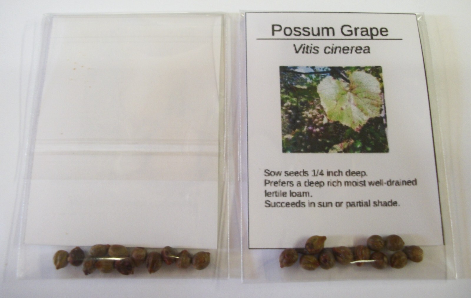 Native Possum Grape – 10 seeds – Vitis cinerea