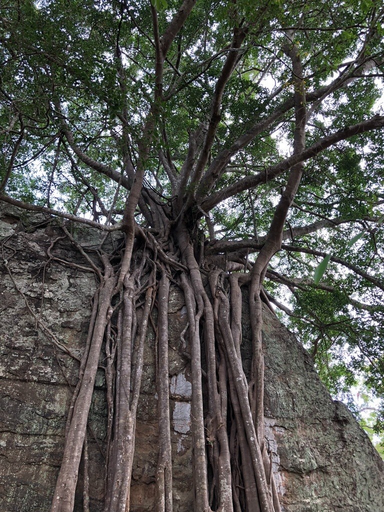 Ficus Benghalensis Tree Seeds, Banyan Fig Seeds, Bengal Fig, Bonsai, Indian