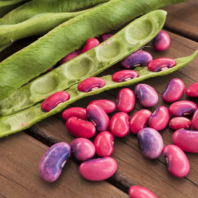 Scarlet Runner Bean Seeds (Pole) | Magic Beans Red Flower Vining Plant Seed 2024
