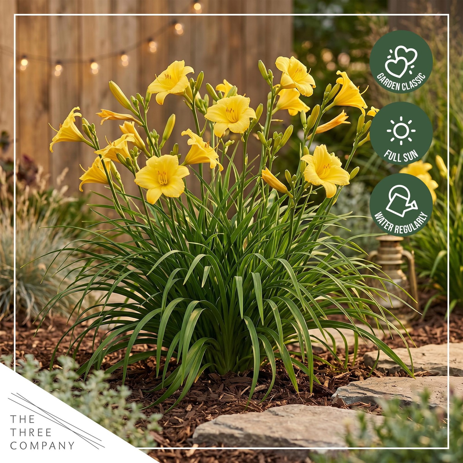 Day Lily – Yellow, Live Flowering Perennial, Beautiful Spring and Summer Bloo…