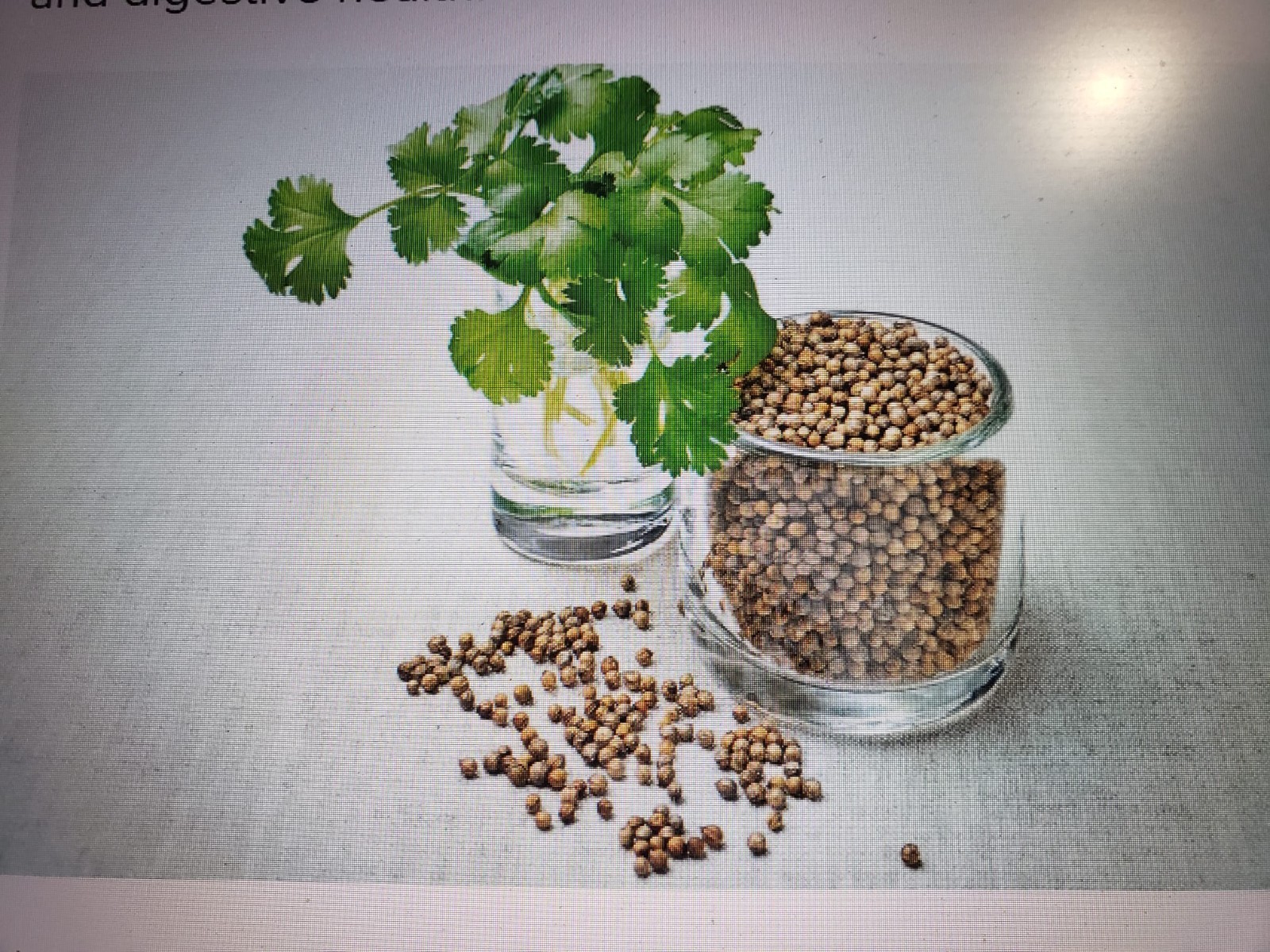 Cilantro Coriander Fast Growing Aromatic Herb 250 seed Free Shipping USA Seller