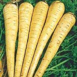 All American Parsnip Seeds – 30-Count Packet from Palm Beach Medicinal Herbs