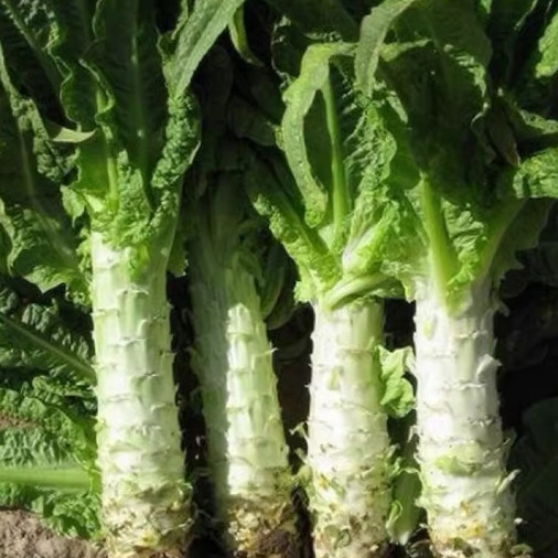 Lettuce Seeds Stem Lettuce Seeds Crisp Green Heirloom 50/100 Pcs（Seeds only）