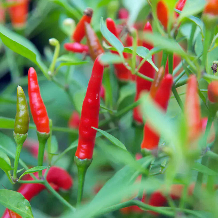 Birds Eye Chili Pepper Seeds (30) / FLORIDA GROWN / SPICY HOT / RARE