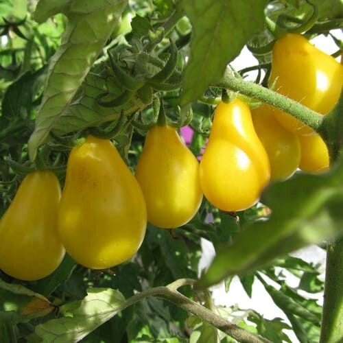 120+ Yellow Pear Tomato Seeds — Heirloom — NON GMO — FRESH