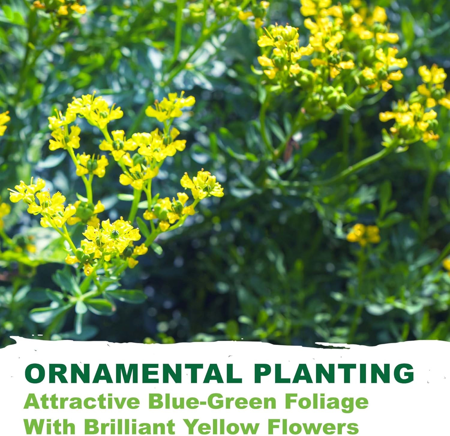 – Rue Seeds for Planting, 1 Gram, 500 Heirlooom Seeds, Non-Gmo, Instructions Inc