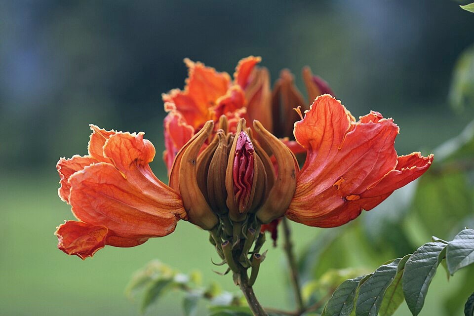 Spathodea campanulata | African Tulip Tree | 10 Seeds