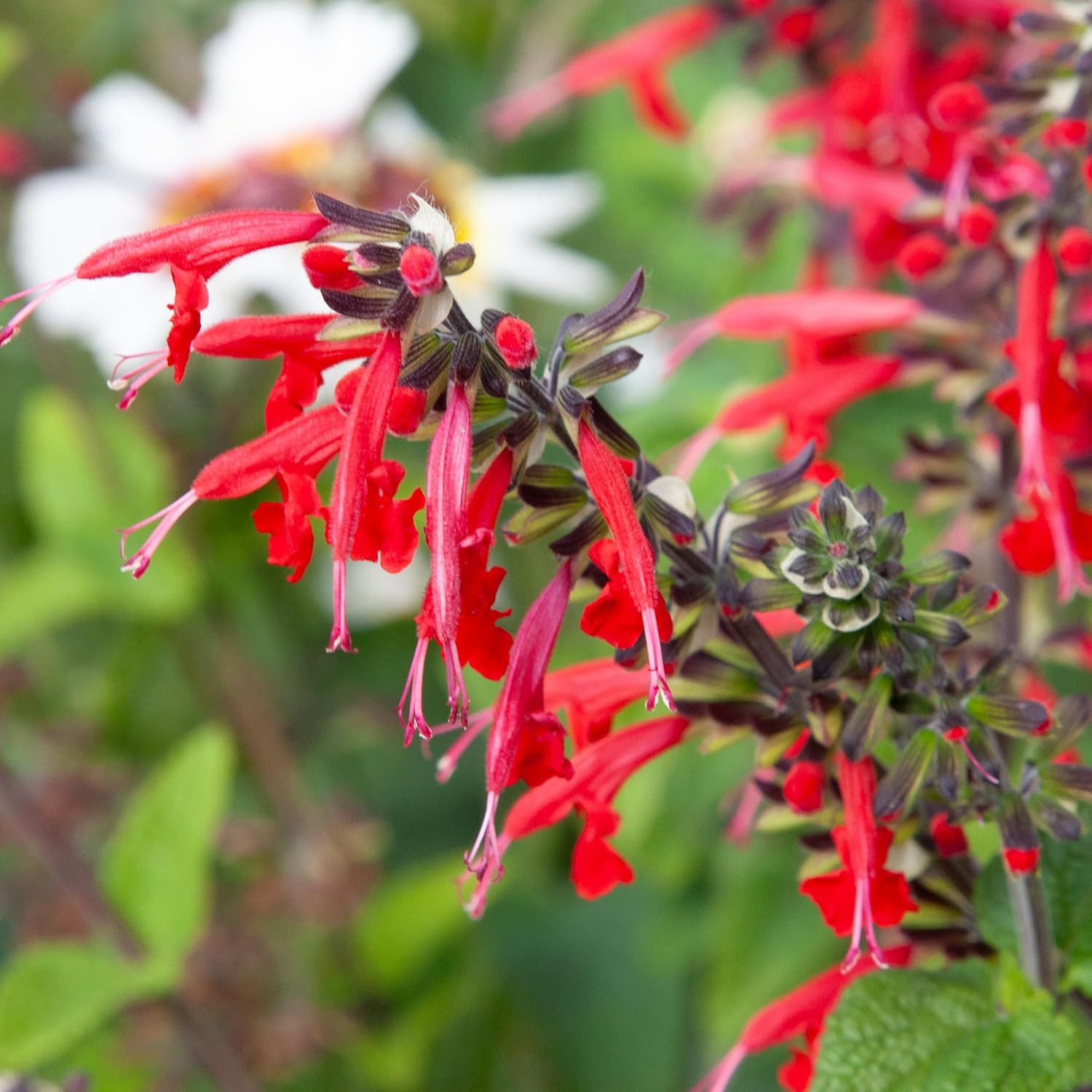 , Scarlet Red Sage Seeds – 800 Heirloom Seeds for Planting Salvia Coccinea – Per