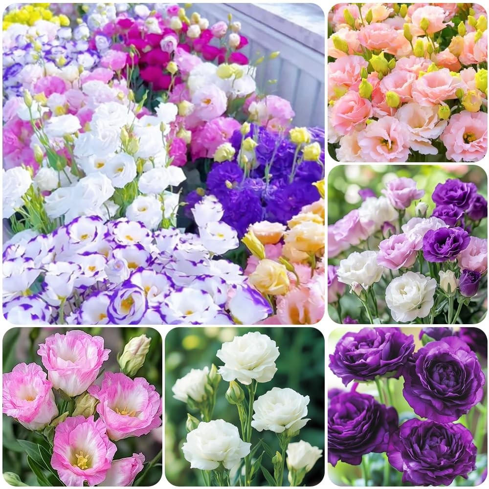1000+Mixed Lisianthus Seeds for Planting-Lisianthus Thornless Roses Mixed