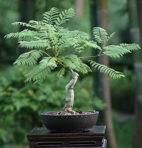 Jacaranda Mimosifolia Bonsai Tree Seeds (1,000 Seeds) + Growing Instructions