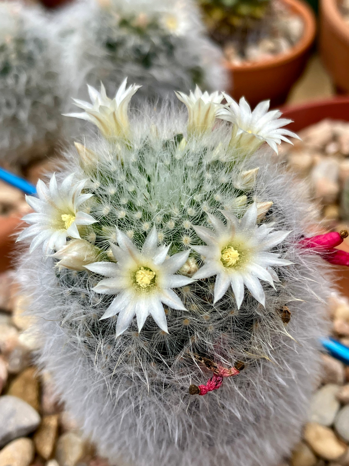 Seed- Mammillaria albicoma 25+ seeds (2026)