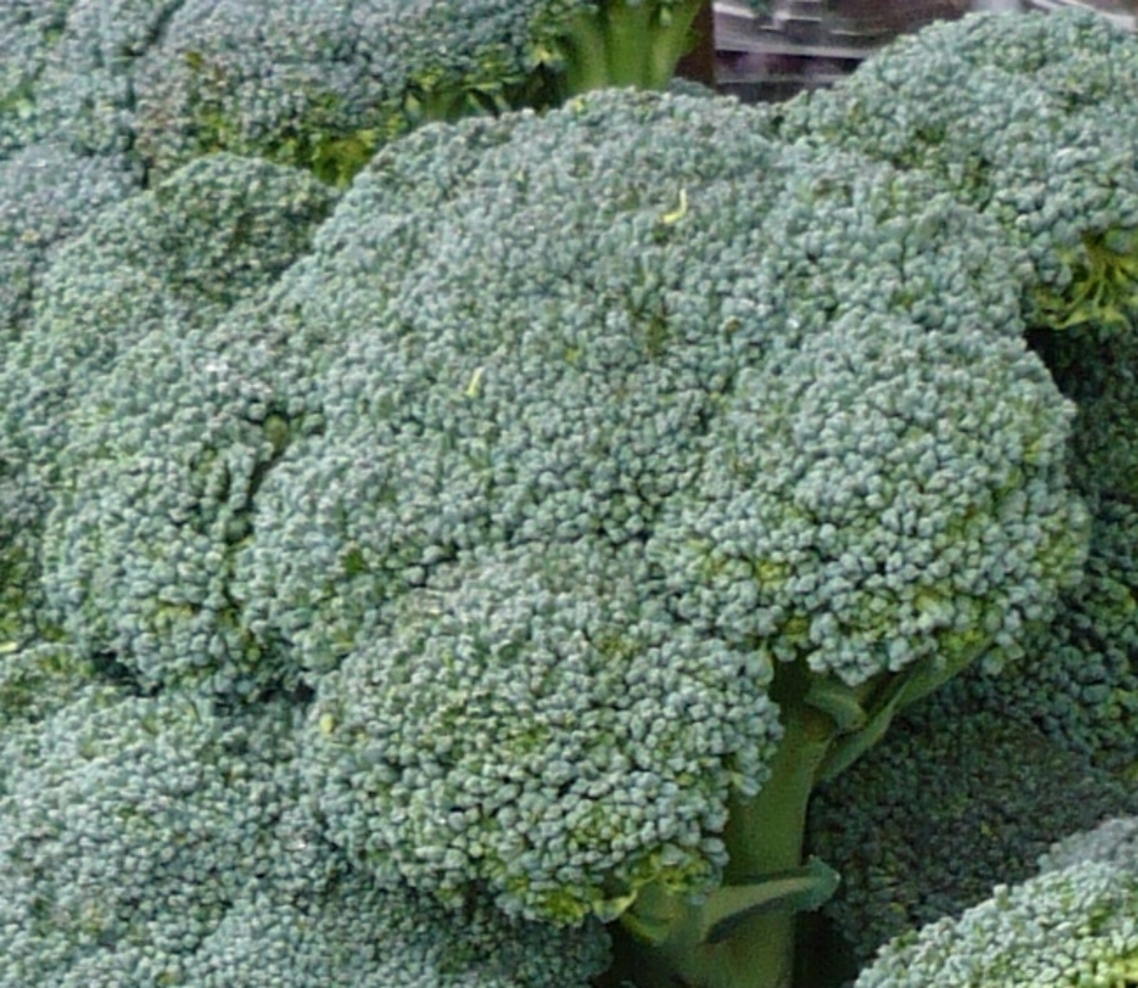 Broccoli Seeds- Waltham- 500+ 2021 Seeds Great for Spring or Fall
