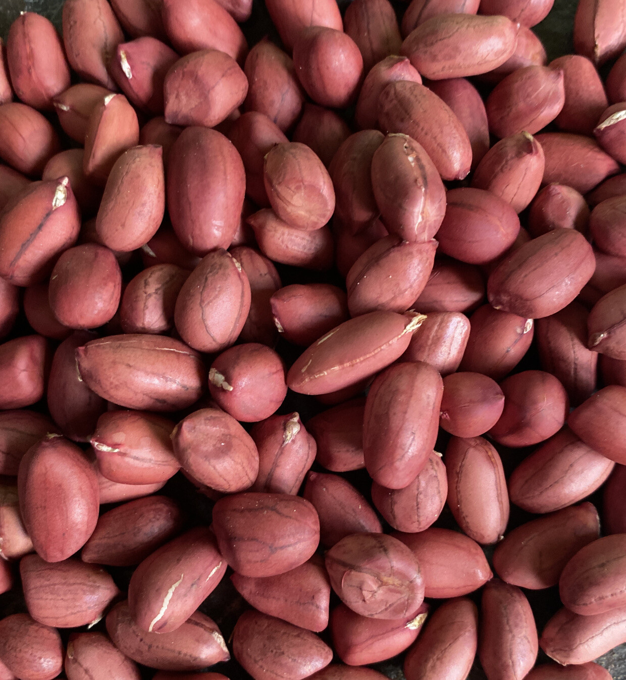 Peanut Seeds 20 Per Packet HOMEGROWN Red Peanuts Rachis Hypogaea MADE IN USA