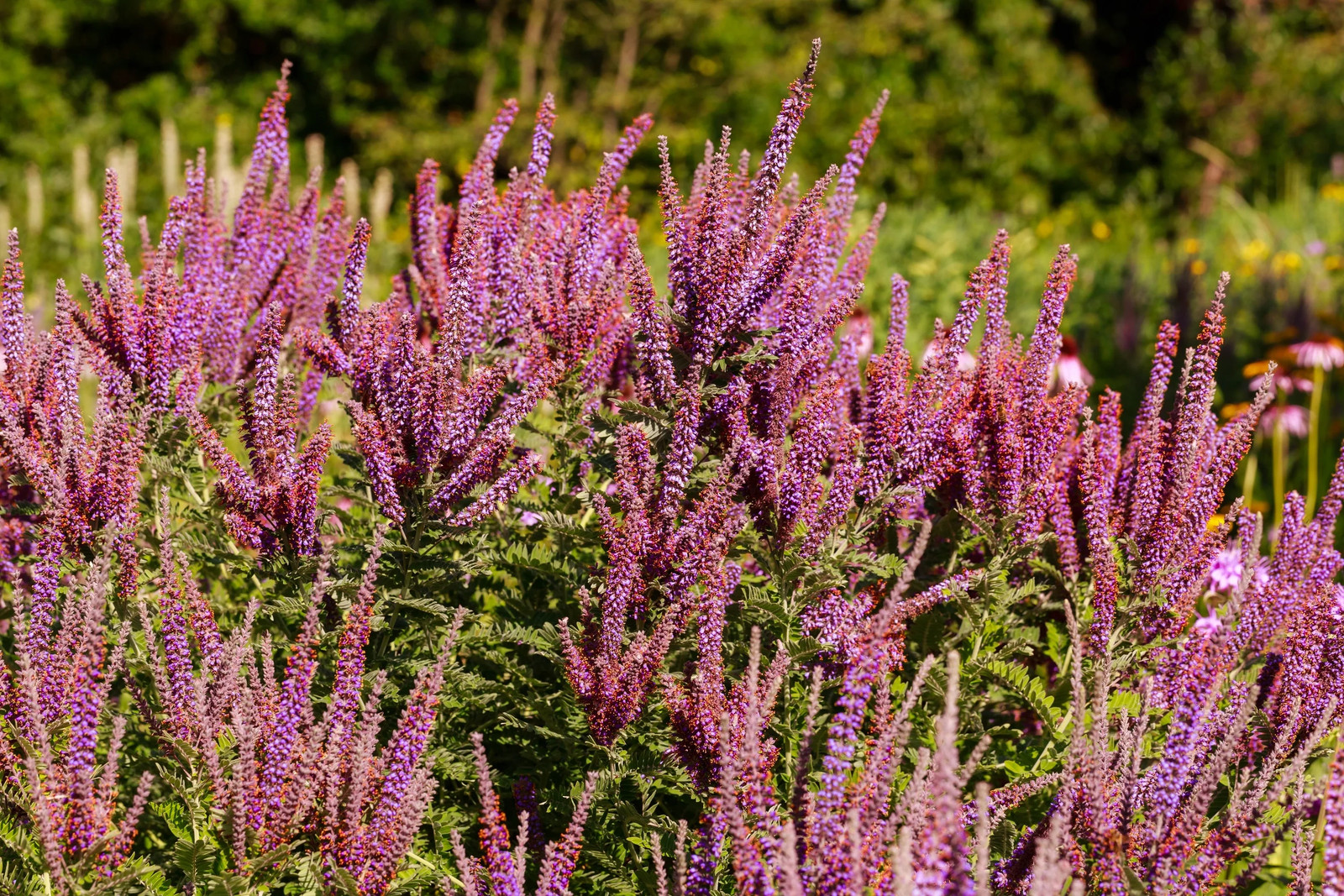 50 FRAGRANT FALSE INDIGO (Dwarf Wild Indigo) Amorpha Nana Flower Seeds