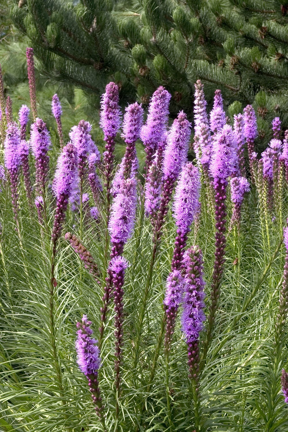 Liatris Spicata – Kobold Strain seed